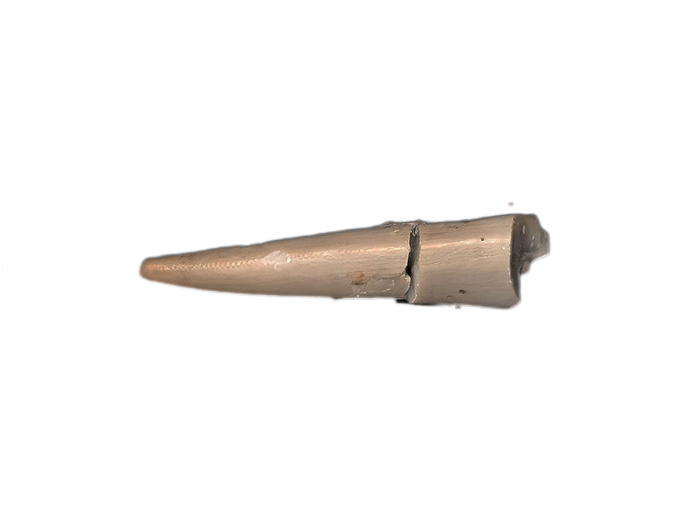 Rauisuchid Tooth, Chinle Formation