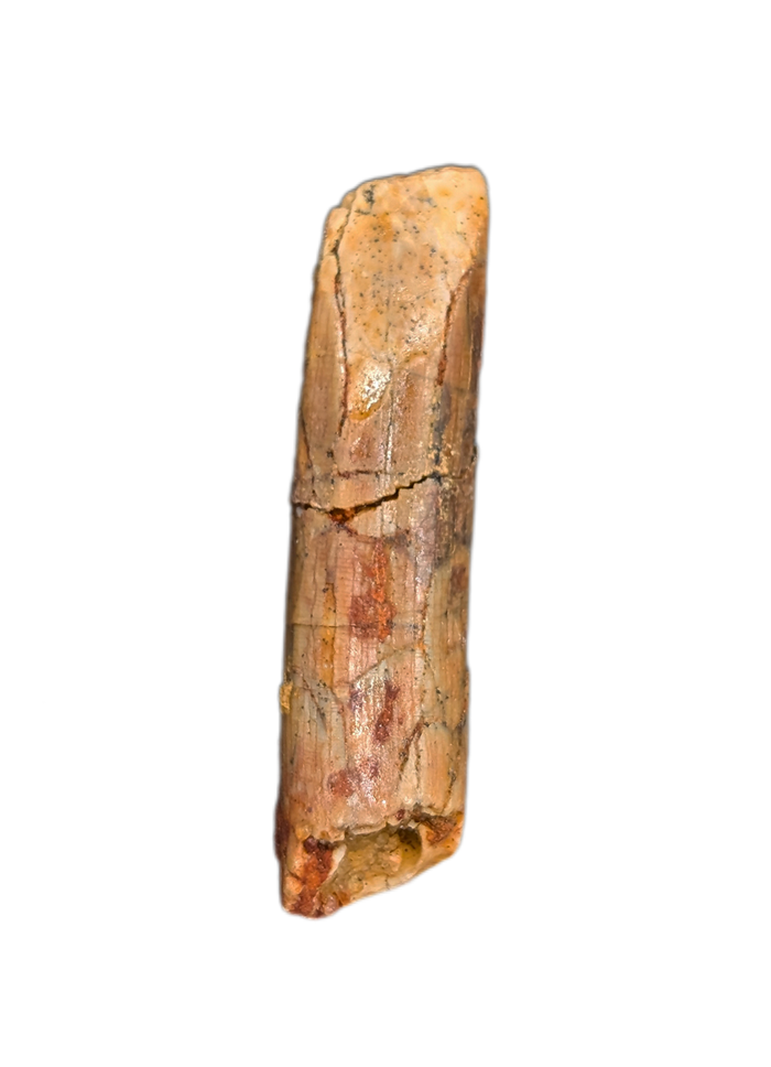 Rebbachisaurus (Sauropod) Tooth from Morocco