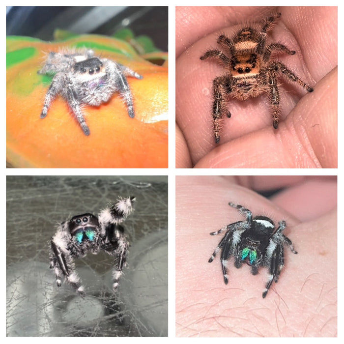 Regal Jumping Spider (Phidippus regius)