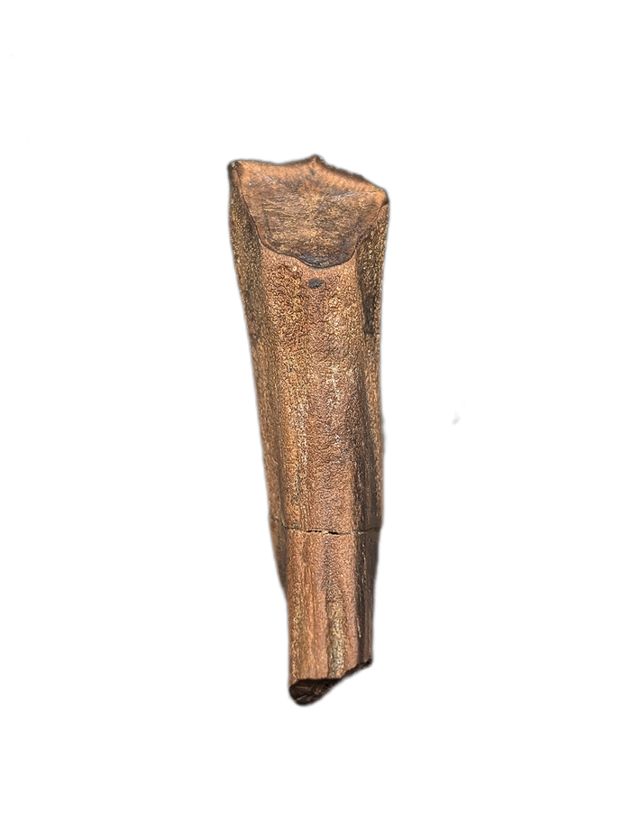 Rooted Hadrosaur Tooth, Judith River Formation