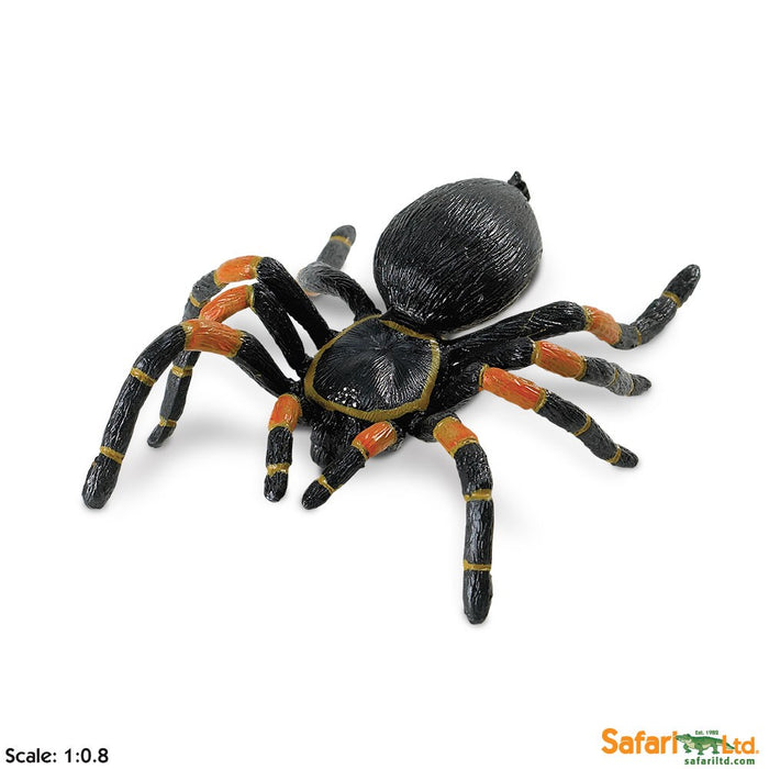 Safari Orange Kneed Tarantula