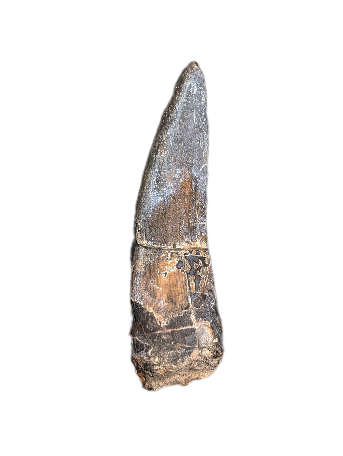 Suchomimus Tooth