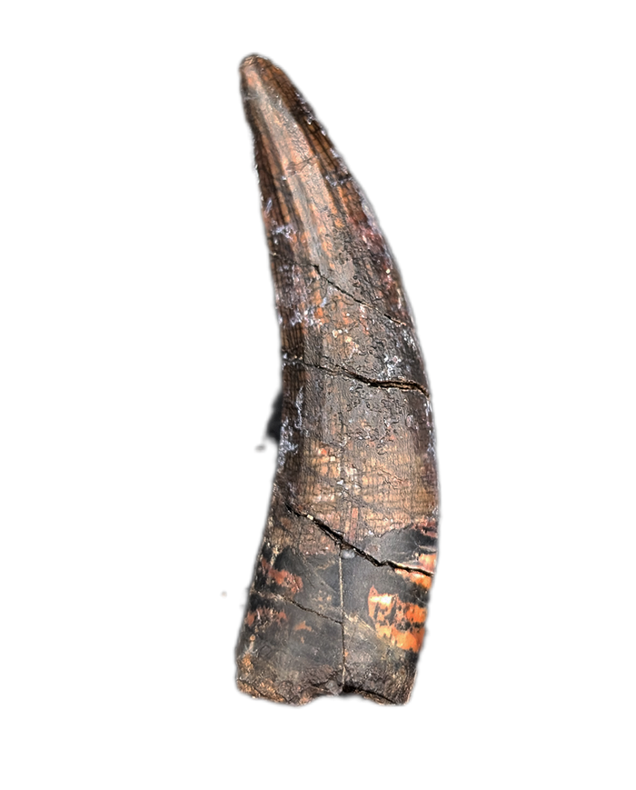 Suchomimus Tooth