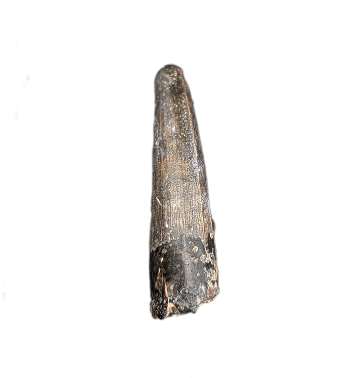 Suchomimus Tooth