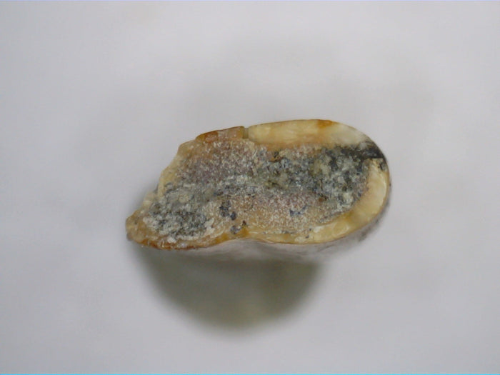 Theropod Tooth from the Mid Jurassic, Madagascar
