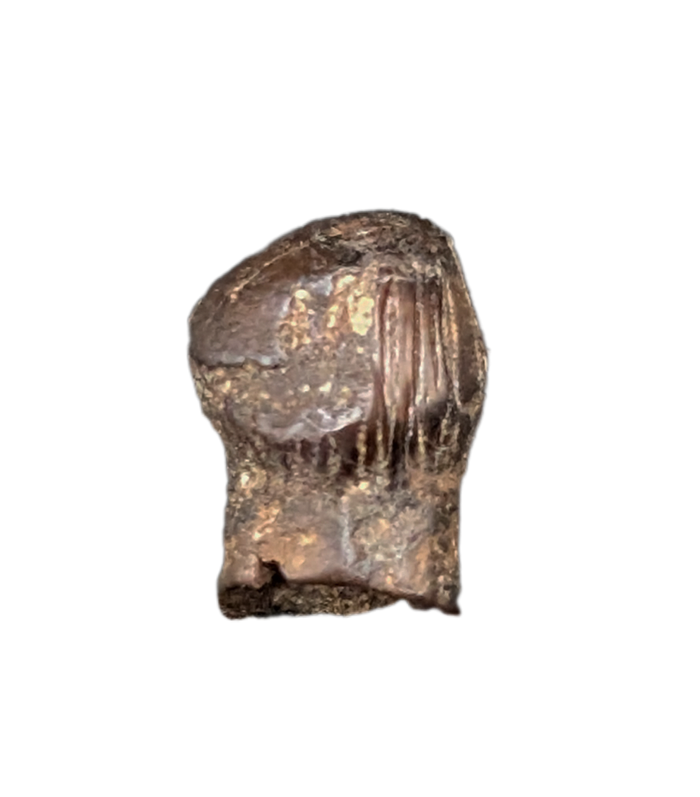 Thescelosaurus Pre Max Tooth from the Hell Creek Formation