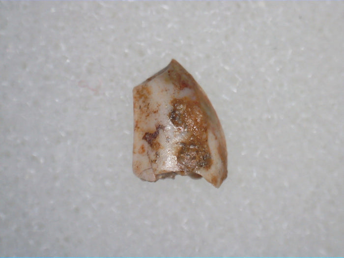 Triassic Dinosaur (Coelophysis?) Tooth