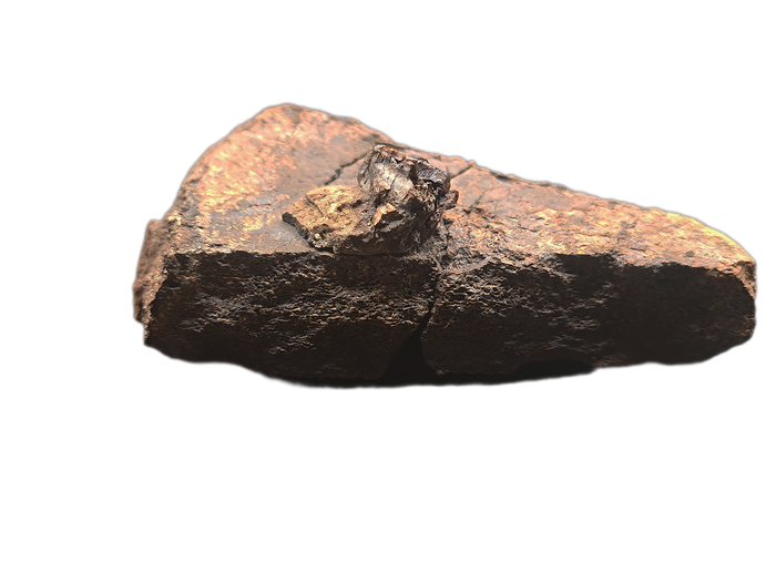Triceratops Frill Section with Triceratops Tooth