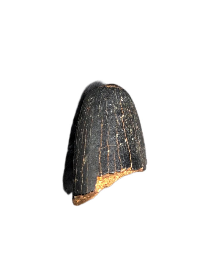 Tyrannosaur Pre Max Tooth, Judith River Formation.