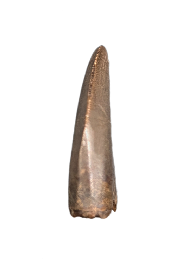 Tyrannosaur Tooth, Judith River Formation