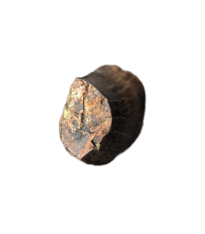 Tyrannosaur Tooth, Judith River Formation