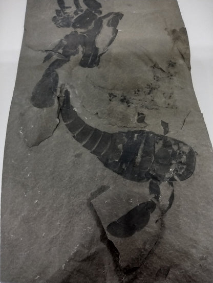 3.25" Eurypterus remipes with partial Eurypterud (Eurypterid, sea scorpoin)