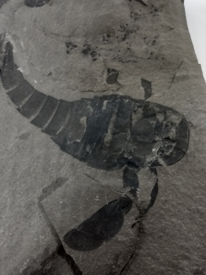 3.25" Eurypterus remipes with partial Eurypterud (Eurypterid, sea scorpoin)