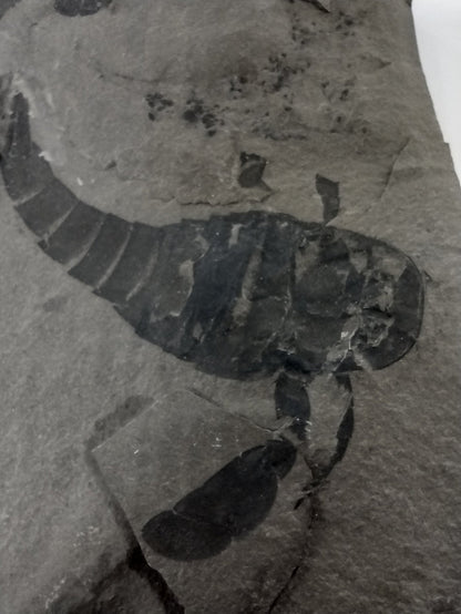 3.25" Eurypterus remipes with partial Eurypterud (Eurypterid, sea scorpoin)
