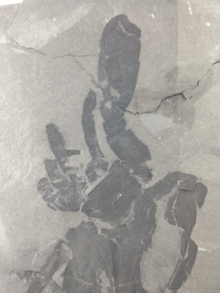 3.25" Eurypterus remipes with partial Eurypterud (Eurypterid, sea scorpoin)