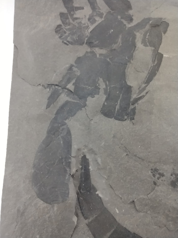 3.25" Eurypterus remipes with partial Eurypterud (Eurypterid, sea scorpoin)