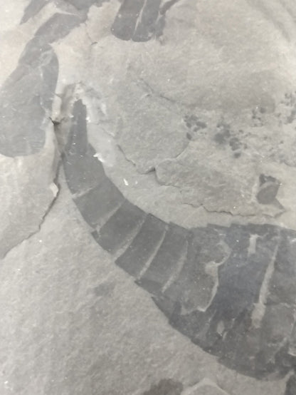 3.25" Eurypterus remipes with partial Eurypterud (Eurypterid, sea scorpoin)