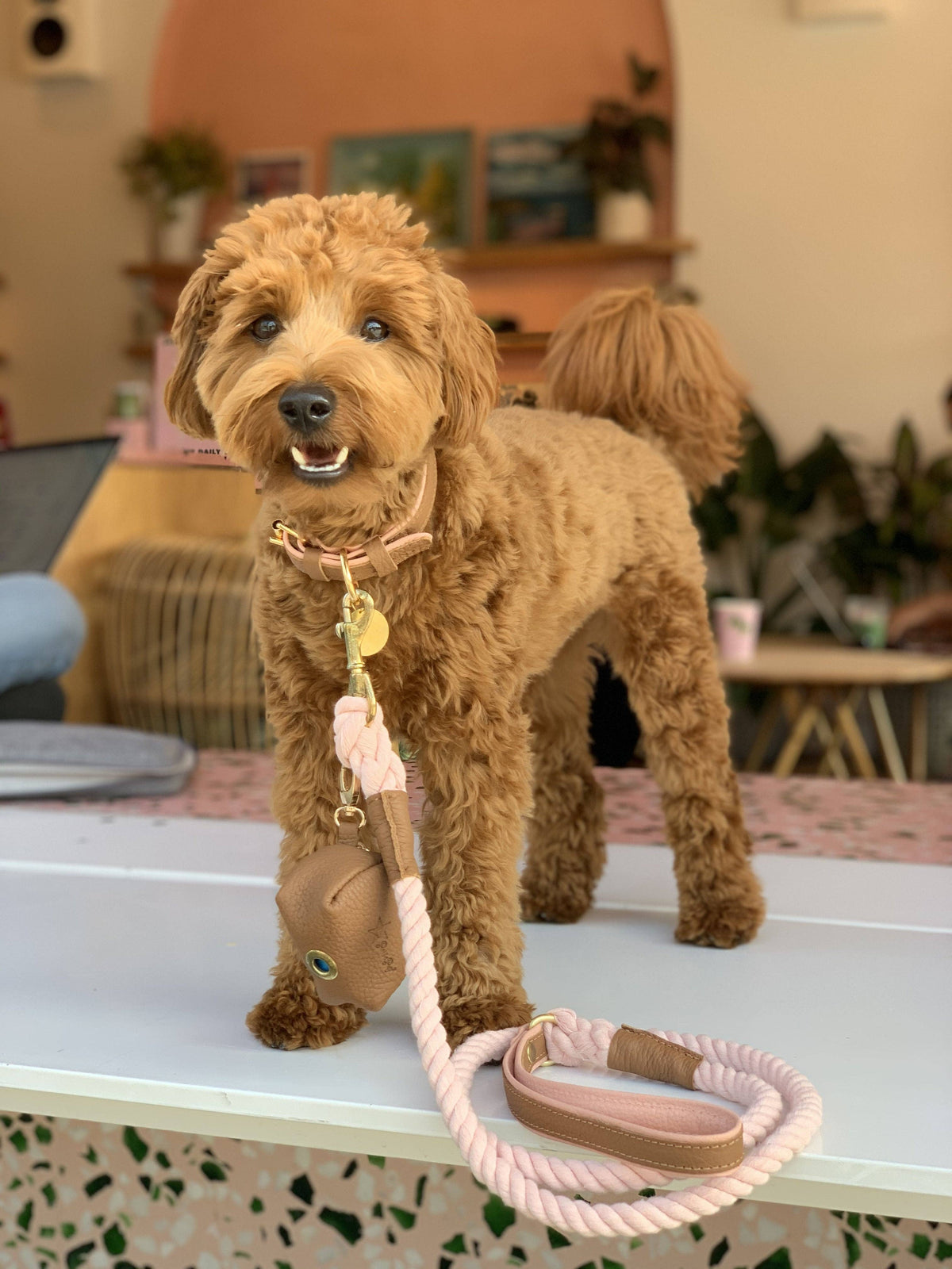 PoisePup - COLLAR - BELLA ROSE