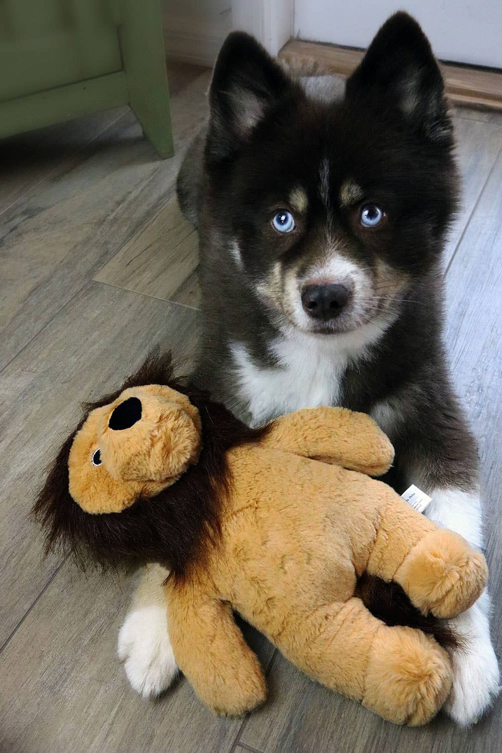 Dog Star Cute and Cuddly Rory the Lion Dog Toy Small