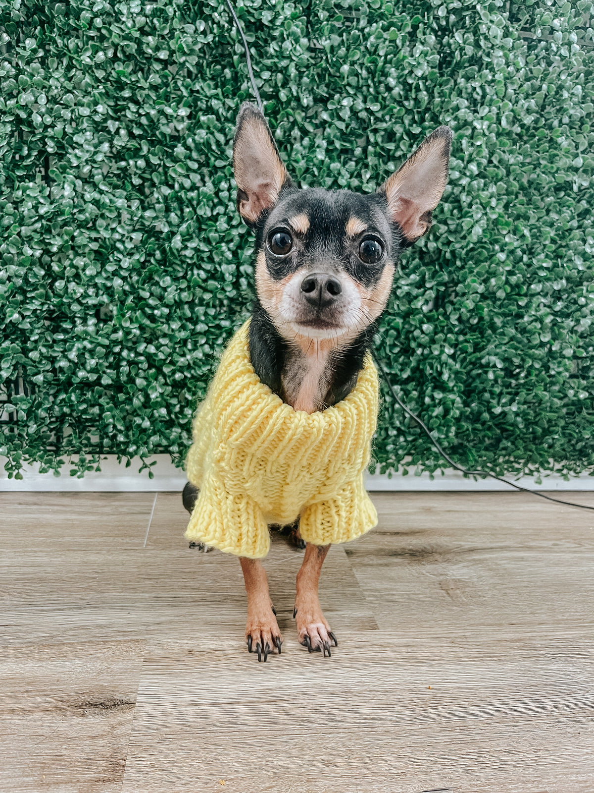 Pet Cable Knit Sweater - Yellow