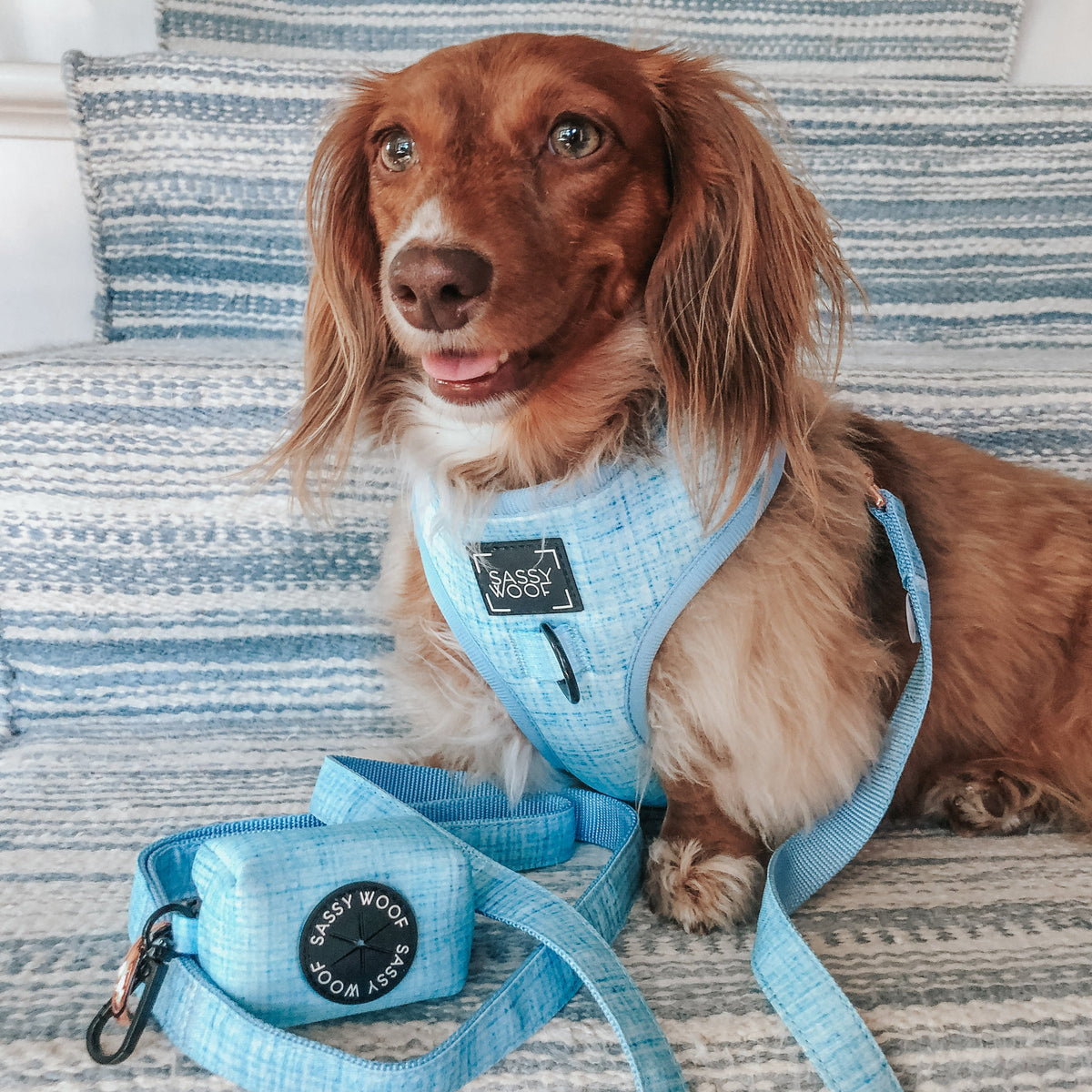 Dog Four Piece Bundle - Blumond