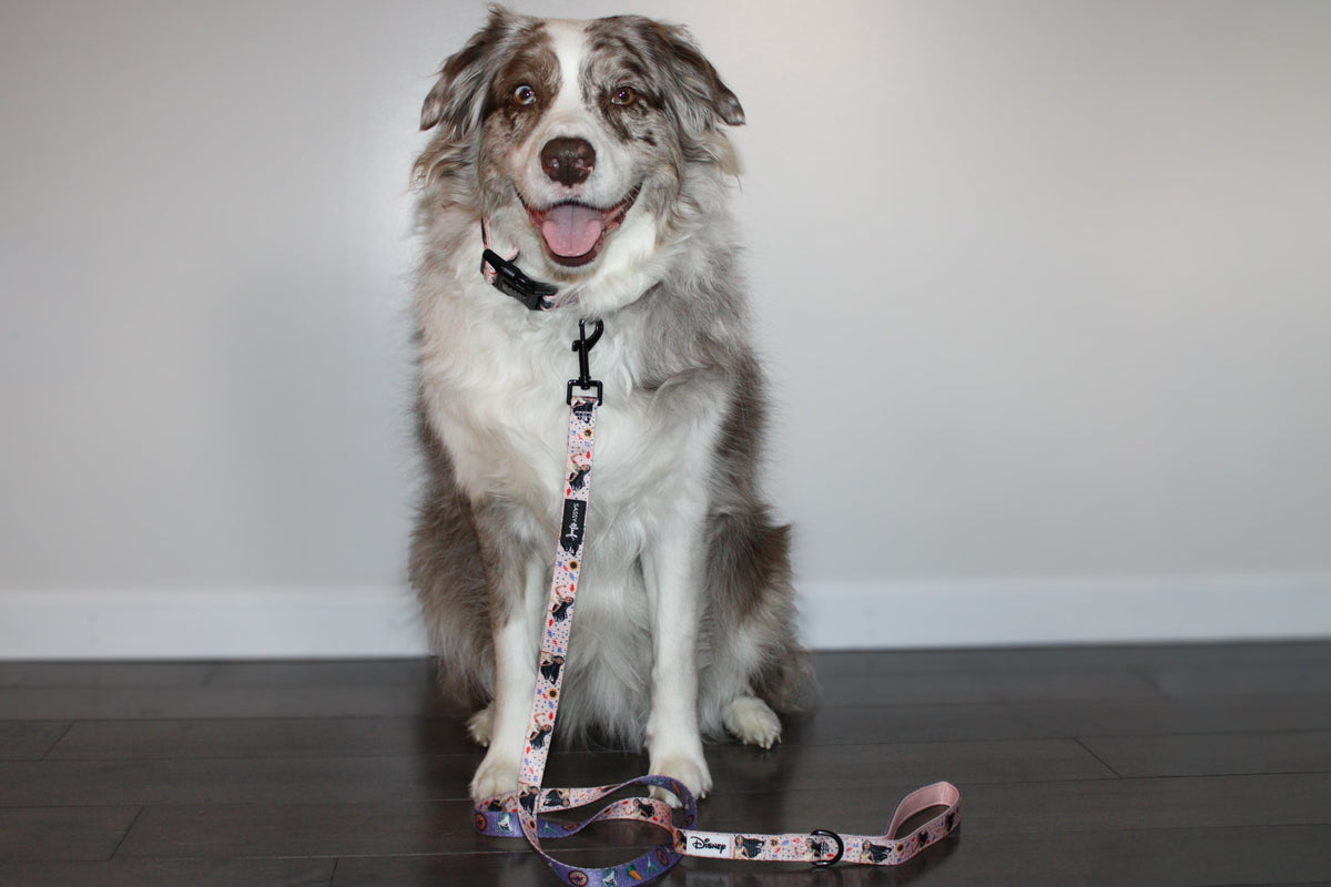Dog Collar - Disney's Pocahontas