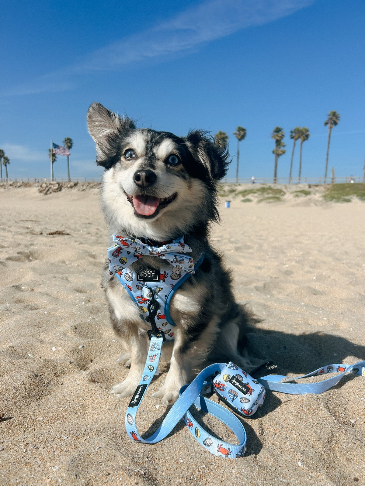 Dog Four Piece Bundle - Coastal Cuties