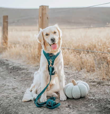 Dog Leash - Forest