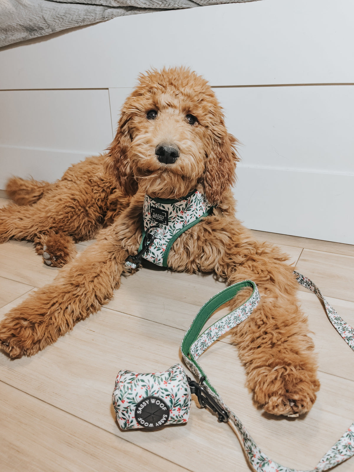 Dog Four Piece Bundle - Under the Mistletoe