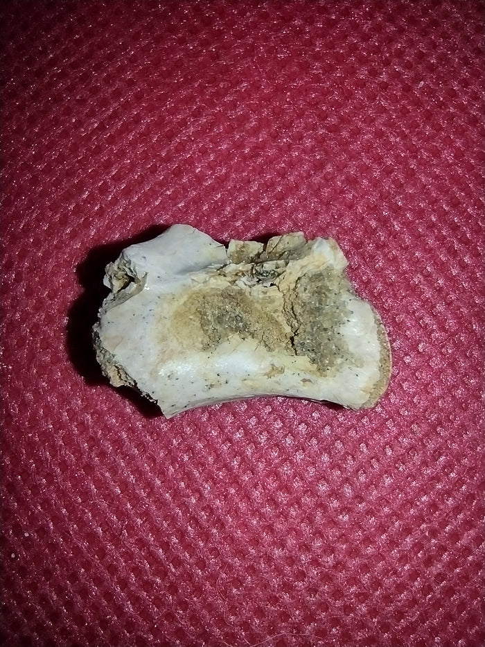 Abelisaur Tail Vertebrae, Kem Kem