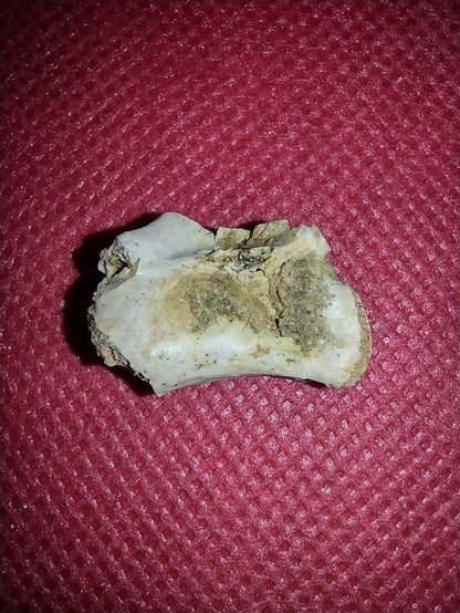 Abelisaur Tail Vertebrae, Kem Kem