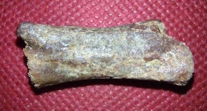 Abelisaur Tail Vertebrae, Kem Kem