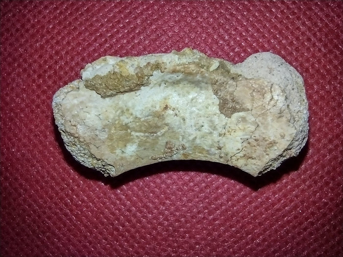 Abelisaur Tail Vertebrae, Kem Kem