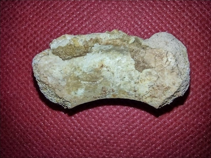 Abelisaur Tail Vertebrae, Kem Kem