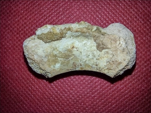 Abelisaur Tail Vertebrae, Kem Kem