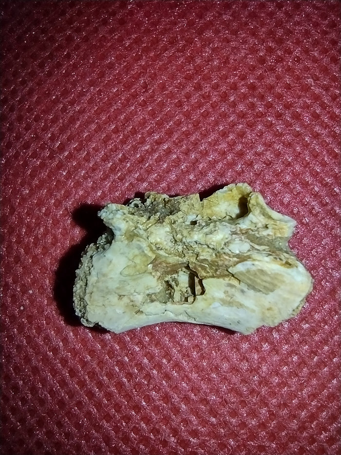 Abelisaur Tail Vertebrae, Kem Kem