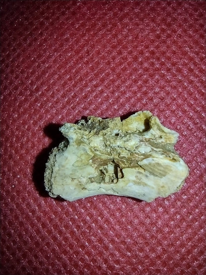 Abelisaur Tail Vertebrae, Kem Kem