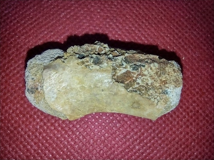 Abelisaur Tail Vertebrae, Kem Kem