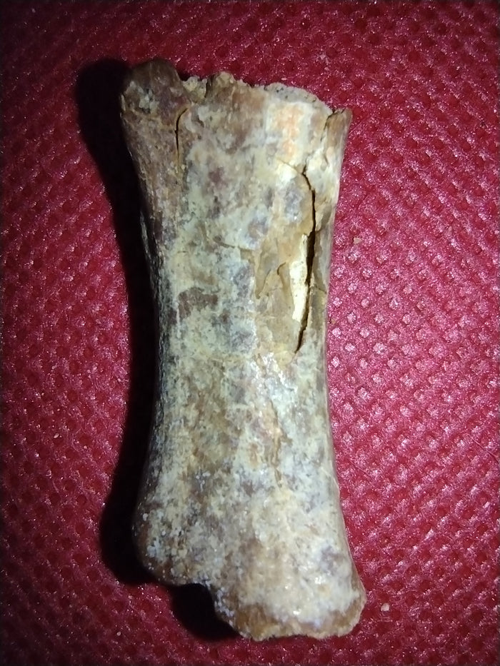 Abelisaur Tail Vertebrae, Kem Kem