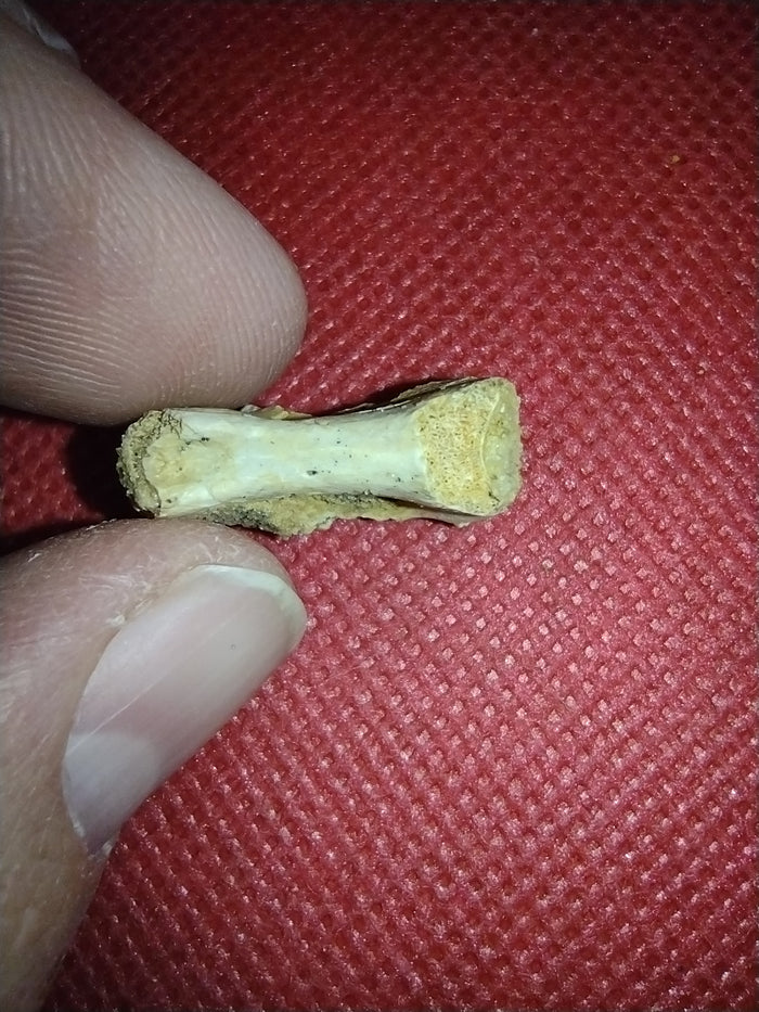 Abelisaur Tail Vertebrae, Kem Kem