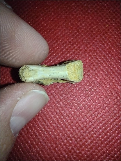 Abelisaur Tail Vertebrae, Kem Kem