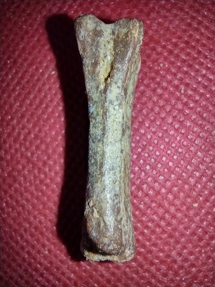 Abelisaur Tail Vertebrae, Kem Kem
