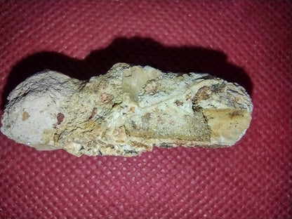 Abelisaur Tail Vertebrae, Kem Kem