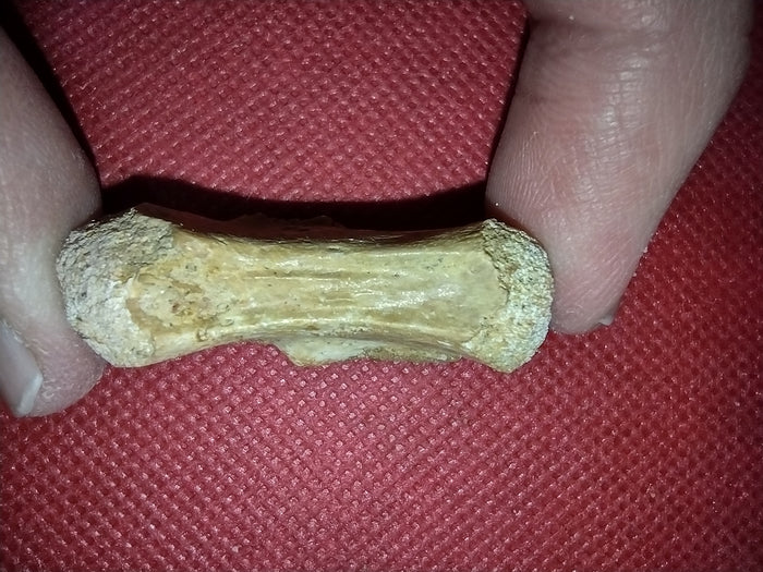 Abelisaur Tail Vertebrae, Kem Kem