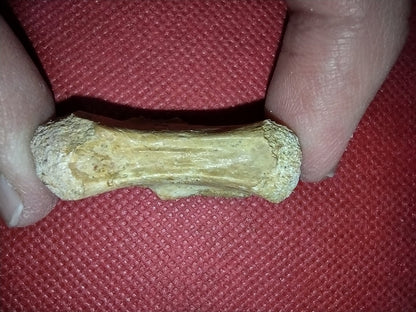 Abelisaur Tail Vertebrae, Kem Kem
