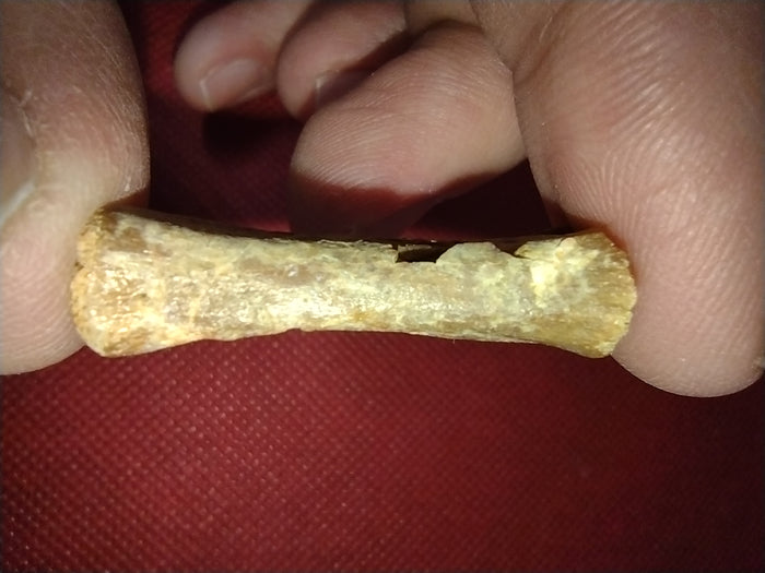Abelisaur Tail Vertebrae, Kem Kem