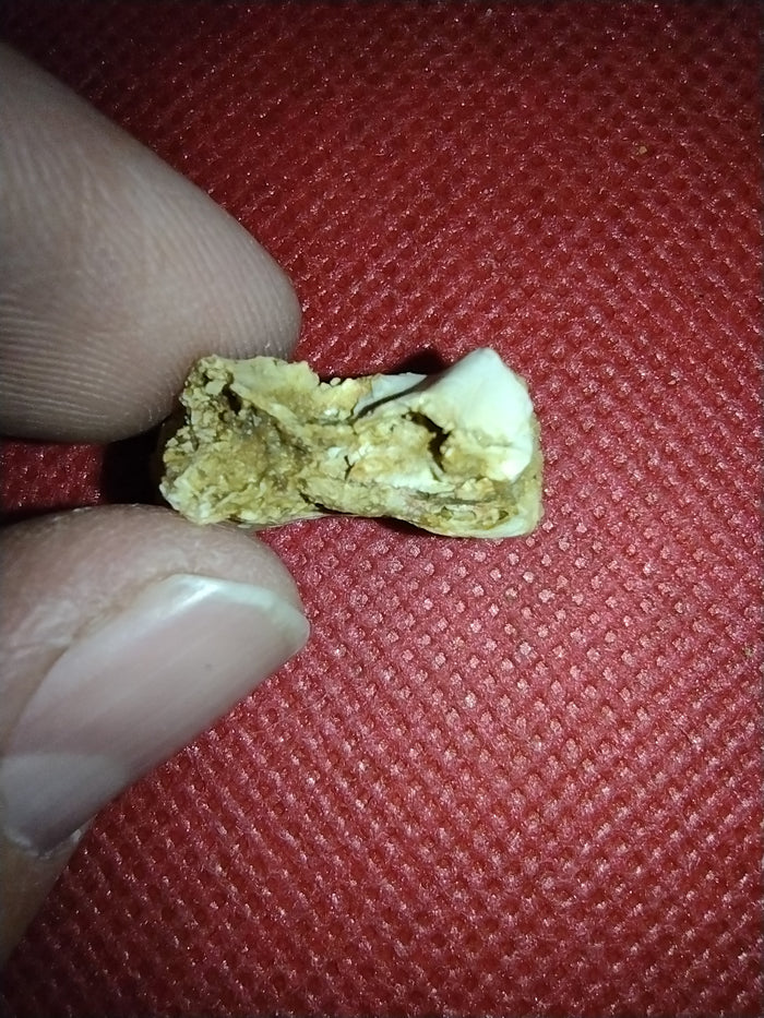 Abelisaur Tail Vertebrae, Kem Kem