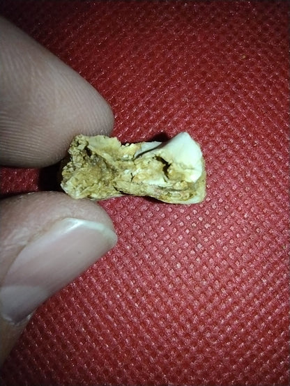 Abelisaur Tail Vertebrae, Kem Kem