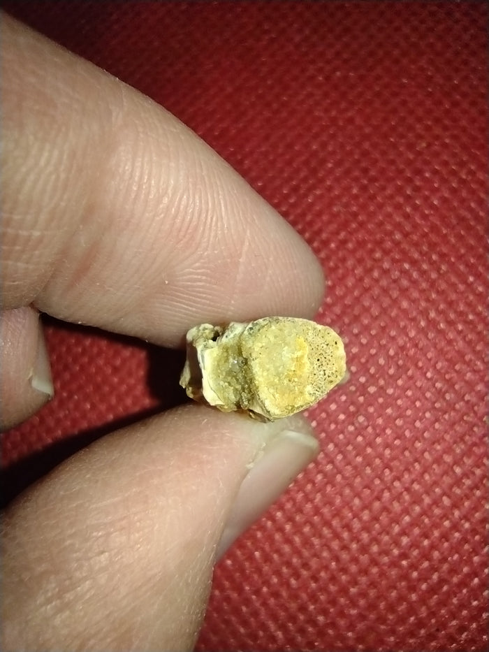 Abelisaur Tail Vertebrae, Kem Kem