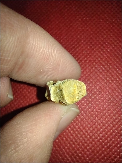 Abelisaur Tail Vertebrae, Kem Kem